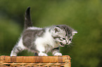 British Shorthair Kitten