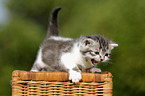 British Shorthair Kitten