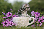 British Shorthair Kitten