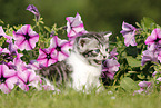 British Shorthair Kitten