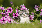 British Shorthair Kitten