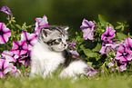 British Shorthair Kitten