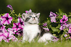 British Shorthair Kitten