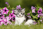 British Shorthair Kitten