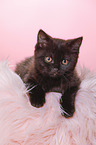 British Shorthair Kitten