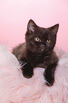 British Shorthair Kitten