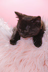 British Shorthair Kitten