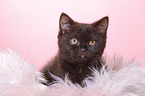 British Shorthair Kitten