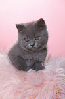 British Shorthair Kitten