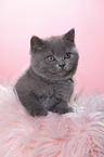 British Shorthair Kitten