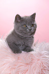 British Shorthair Kitten