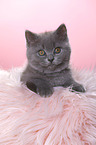 British Shorthair Kitten