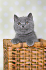 British Shorthair Kitten