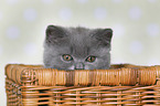 British Shorthair Kitten