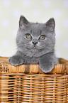 British Shorthair Kitten