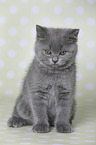 British Shorthair Kitten