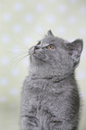 British Shorthair Kitten