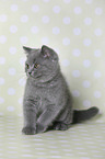 British Shorthair Kitten