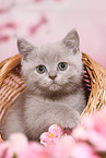 British Shorthair Kitten