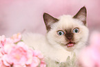 British Shorthair Kitten