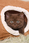 British Shorthair Kitten