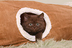 British Shorthair Kitten