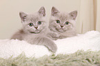 British Shorthair Kitten