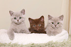 British Shorthair Kitten