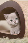 British Shorthair Kitten