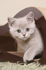 British Shorthair Kitten