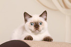 British Shorthair Kitten