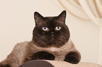 lying British Shorthair