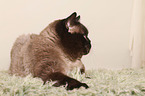 lying British Shorthair