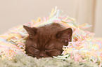 British Shorthair Kitten