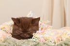 British Shorthair Kitten