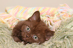 British Shorthair Kitten