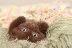 British Shorthair Kitten