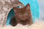 British Shorthair Kitten