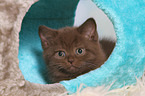 British Shorthair Kitten