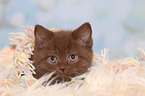 British Shorthair Kitten