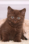 British Shorthair Kitten