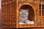 British Shorthair Kitten