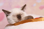British Shorthair Kitten