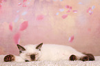 British Shorthair Kitten