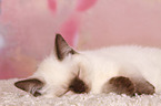 British Shorthair Kitten