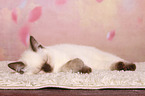 British Shorthair Kitten