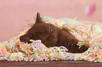 British Shorthair Kitten