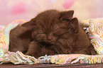 British Shorthair Kitten