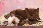 British Shorthair Kitten