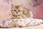 British Shorthair Kitten